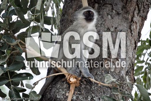 Grüne Meerkatzen (5 von 67).jpg